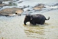 Elephants Bathing in Jungle River of Sri Lanka Royalty Free Stock Photo