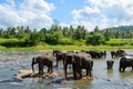 Elephants bathing in a lake in the Pinnawala orphantage Royalty Free Stock Photo