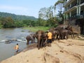 Elephants bathing in Pinnawala