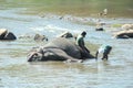 Elephants bathing in pinnawala sri lanka