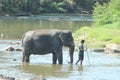 Elephants bathing in pinnawala sri lanka