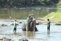 Elephants bathing in pinnawala sri lanka