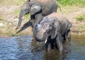 Elephants bathing and playing in the water of the chobe river in Botswana Royalty Free Stock Photo