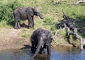 Elephants bathing and playing in the water of the chobe river in Botswana Royalty Free Stock Photo