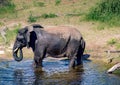 Elephants bathing and playing in the water of the chobe river in Botswana Royalty Free Stock Photo