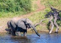 Elephants bathing and playing in the water of the chobe river in Botswana Royalty Free Stock Photo