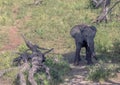 Elephants bathing and playing in the water of the chobe river in Botswana Royalty Free Stock Photo