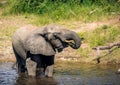 Elephants bathing and playing in the water of the chobe river in Botswana Royalty Free Stock Photo