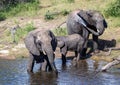 Elephants bathing and playing in the water of the chobe river in Botswana Royalty Free Stock Photo