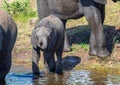 Elephants bathing and playing in the water of the chobe river in Botswana Royalty Free Stock Photo