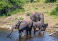 Elephants bathing and playing in the water of the chobe river in Botswana Royalty Free Stock Photo