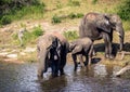 Elephants bathing and playing in the water of the chobe river in Botswana Royalty Free Stock Photo