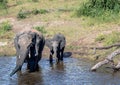 Elephants bathing and playing in the water of the chobe river in Botswana Royalty Free Stock Photo