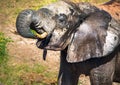 Elephants bathing and playing in the water of the chobe river in Botswana Royalty Free Stock Photo