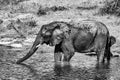 Elephants bathing and playing in the water of the chobe river in Botswana Royalty Free Stock Photo