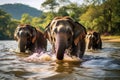 Elephants bathing in the river, Chiang Mai, Thailand, Elephants bathe in the river in Chiang Mai, Thailand, capturing a serene