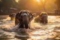 Elephants bathing in the river at Chitwan National Park, Nepal, Elephants bathe in the river in Chiang Mai, Thailand, capturing a
