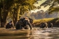 Elephants are bathing in the river at Chobe National Park, Botswana, Elephants bathe in the river in Chiang Mai, Thailand, Royalty Free Stock Photo