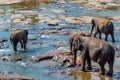 Elephants bathing in the river Royalty Free Stock Photo