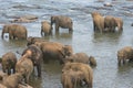 Elephants bathing in river Royalty Free Stock Photo