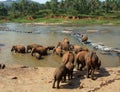 Elephants are bathing in river Royalty Free Stock Photo
