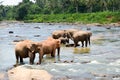 Elephants bathing in the river. National park. Pinnawala Elephant Orphanage. Sri Lanka,beautiful sky and elephants by the river wi Royalty Free Stock Photo