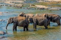 Elephants bathing in the river Royalty Free Stock Photo