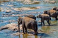 Elephants bathing in the river Royalty Free Stock Photo