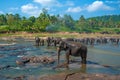 Elephants bathing in the river Royalty Free Stock Photo