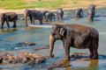 Elephants bathing in the river Royalty Free Stock Photo
