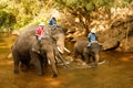 Elephants bathing in the river - Thailand-4 Royalty Free Stock Photo