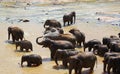 Elephants bathing in river Royalty Free Stock Photo