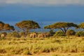 Elephants in beautiful landscape