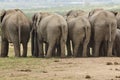 Elephants behind Royalty Free Stock Photo
