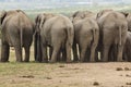 Elephants behind