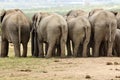 Elephants from behind Royalty Free Stock Photo