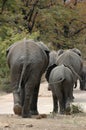 Elephants behinds Royalty Free Stock Photo