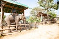 elephants being held captive in an elephant camp Chiang Mai