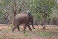 Elephants being reared in the Elephant Village, Surin Province, Thailand.