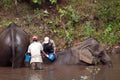 Elephants being washed in forest river by mahouts