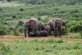 Elephants and Buffalo at a water hole Royalty Free Stock Photo