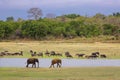 Elephants and buffalos, Uda Walawe, Sri Lanka Royalty Free Stock Photo