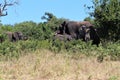 Elephants in bush safari in Chobe National Park