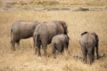 Elephants buts - Elephant family standing on a Safari in Tanzania taken from behind Royalty Free Stock Photo