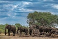 Elephants in Bwabwata National Park, Caprivi, Namibia Royalty Free Stock Photo