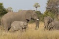 Elephants and calves