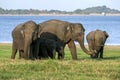 Elephants and calves graze next to the tank at Minneriya National Park in Sri Lanka. Royalty Free Stock Photo