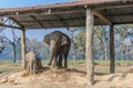 Elephants in Chitwan National Park in Nepal Royalty Free Stock Photo