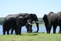 Elephants in Chobe