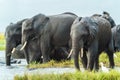 Elephants, Chobe Nat Pk, Botswana, Africa Royalty Free Stock Photo